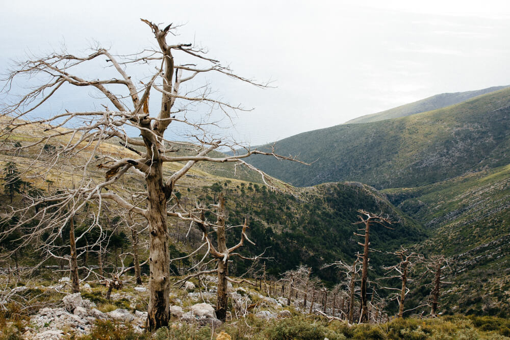 Dead Trees Along the Llogara Pass