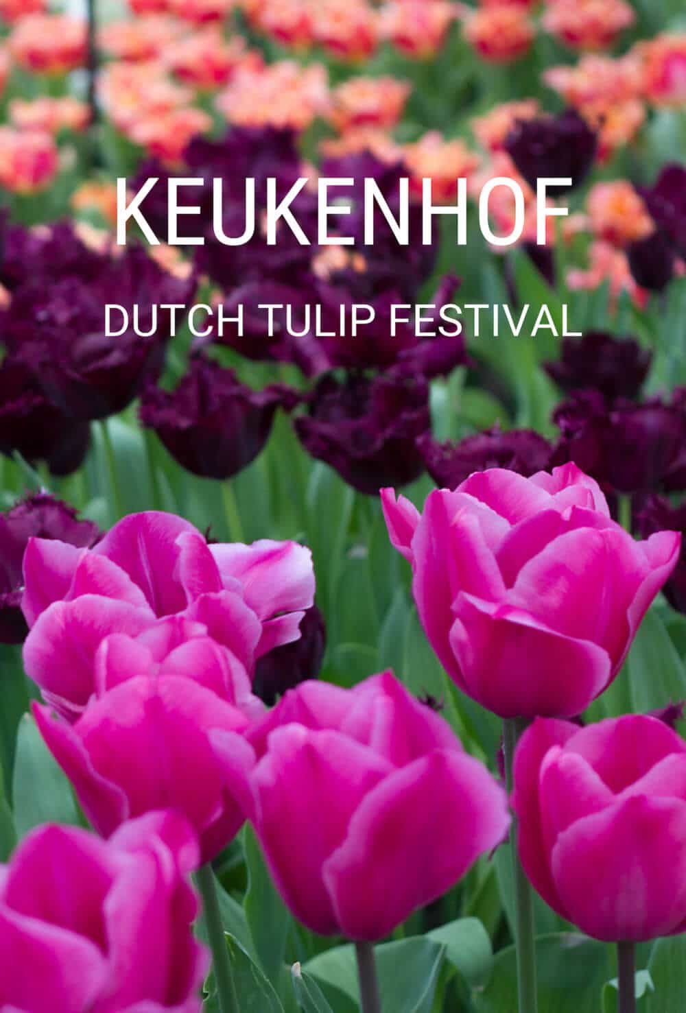 Keukenhof Dutch Tulip Festival Guide
