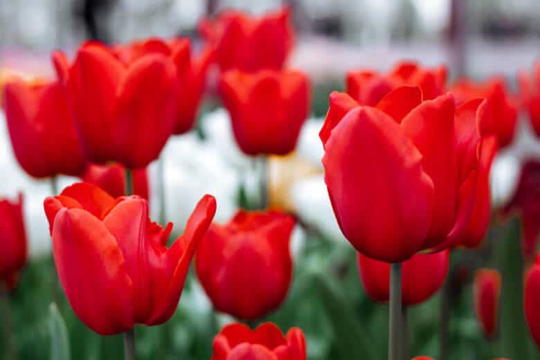 Classic fire engine red tulips.