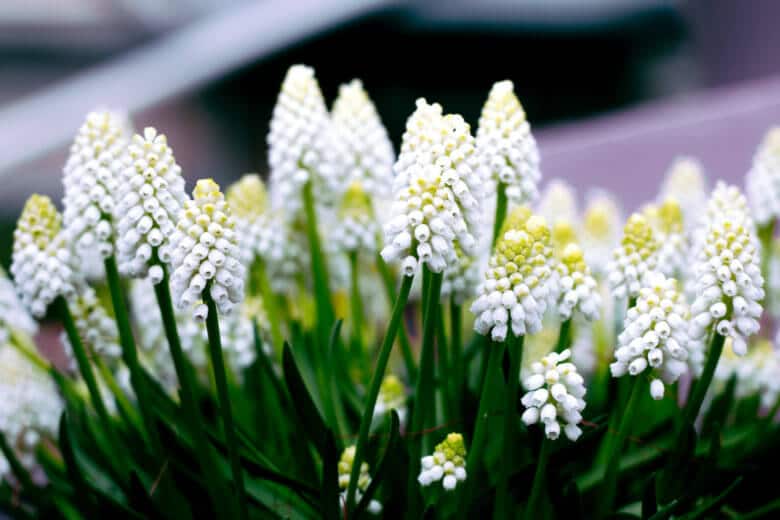 A bunch of white grape hyacinths.