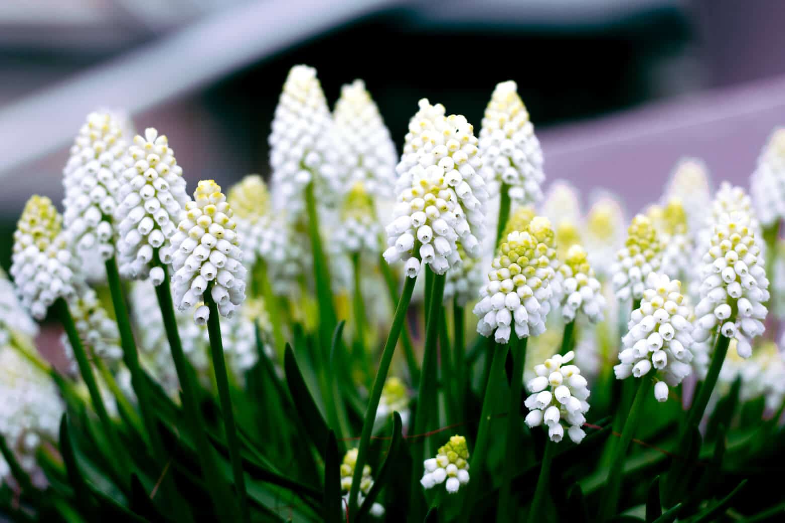 zambile de struguri albi la Keukenhof