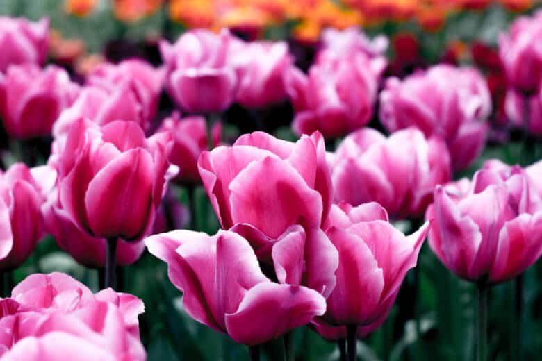 Pink tulips with white tips.