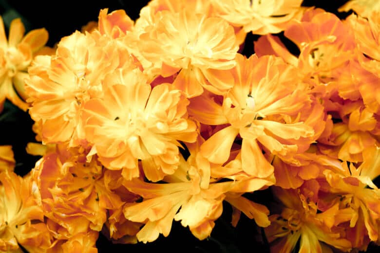 Bright yellow open tulip flowers.