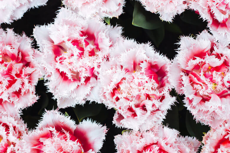 Feathered pink and white tulips from above. 