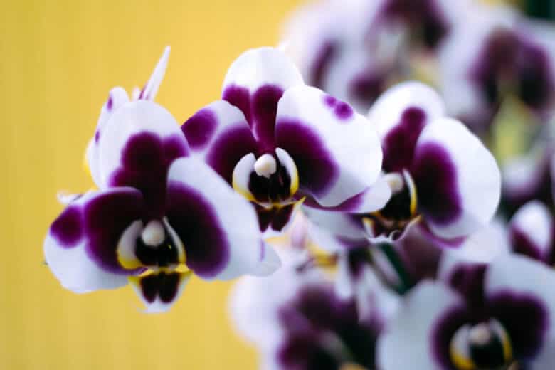 Dark purple and white orchid.