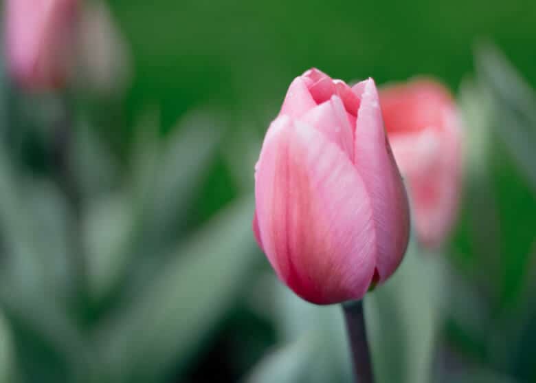 Classic single pink tulip.