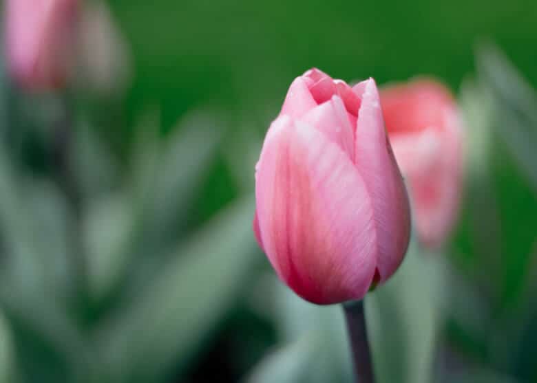 Classic single pink tulip.