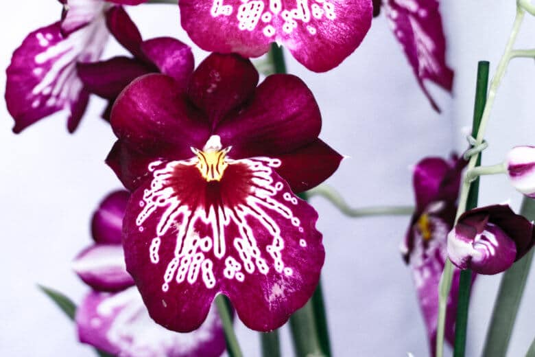 Dark pink orchid with white markings.