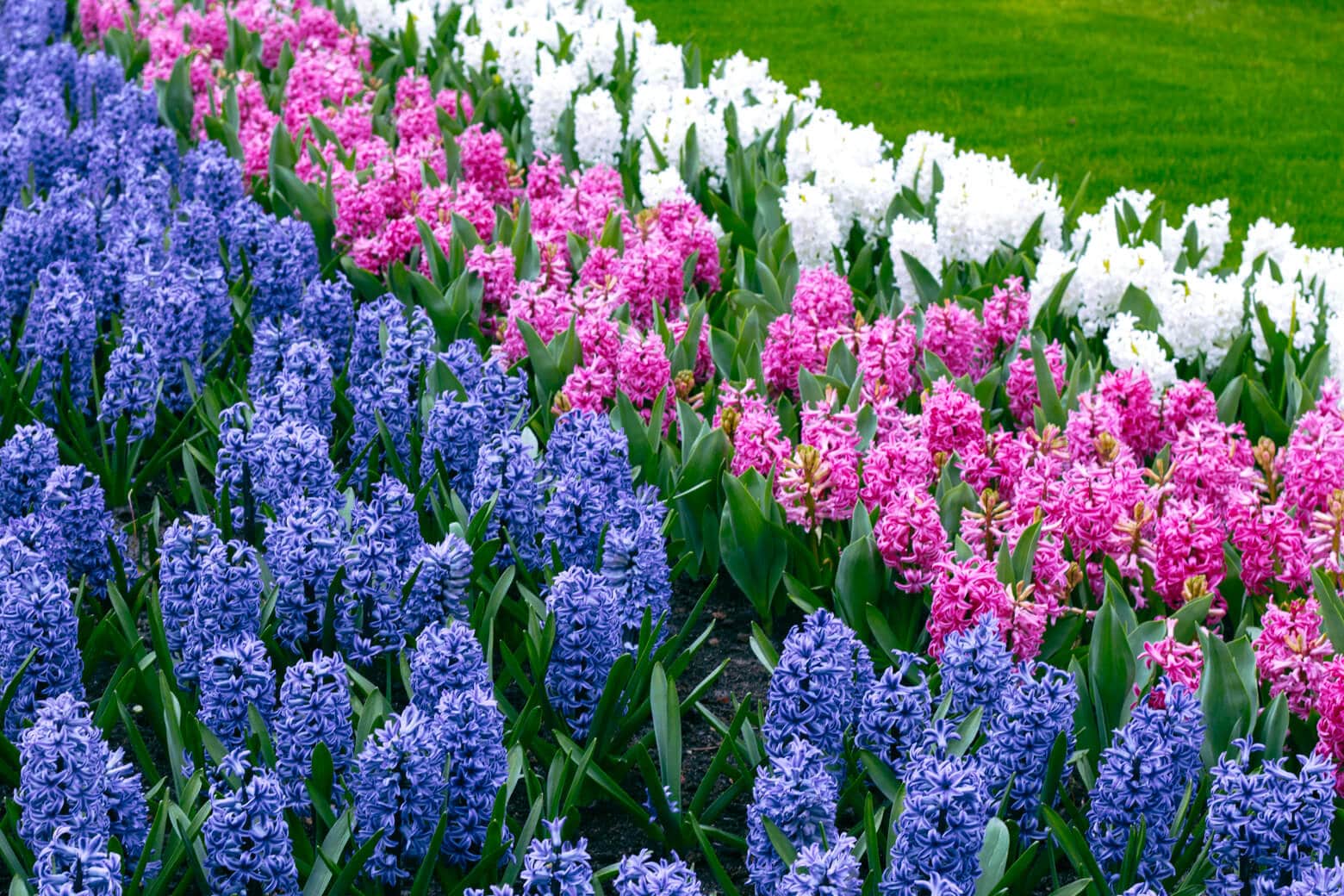 Blue Pink & White Rows of Hyacinths