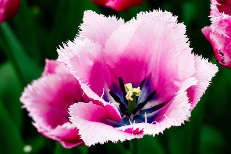 Pale pink feathered tulip from above.