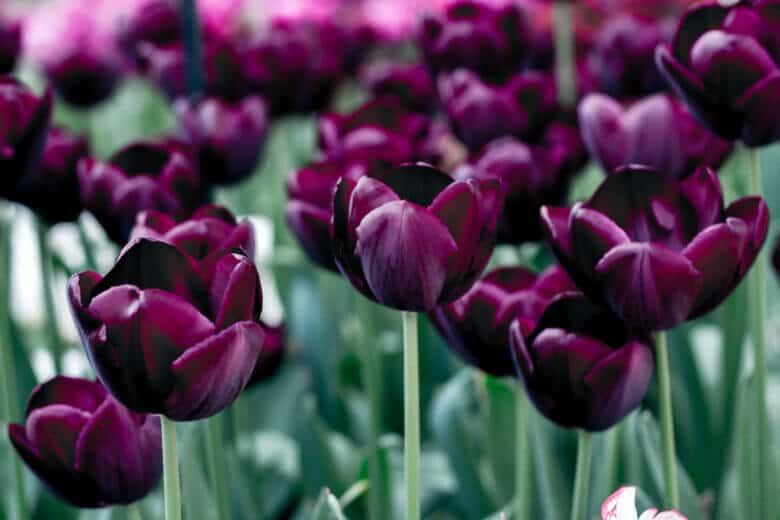 Dark purple tulips.