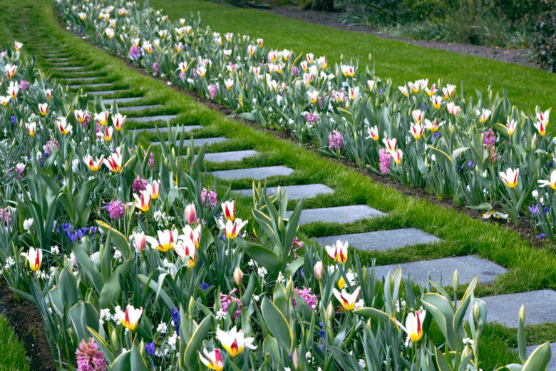 Path Lined with tulips and grass.