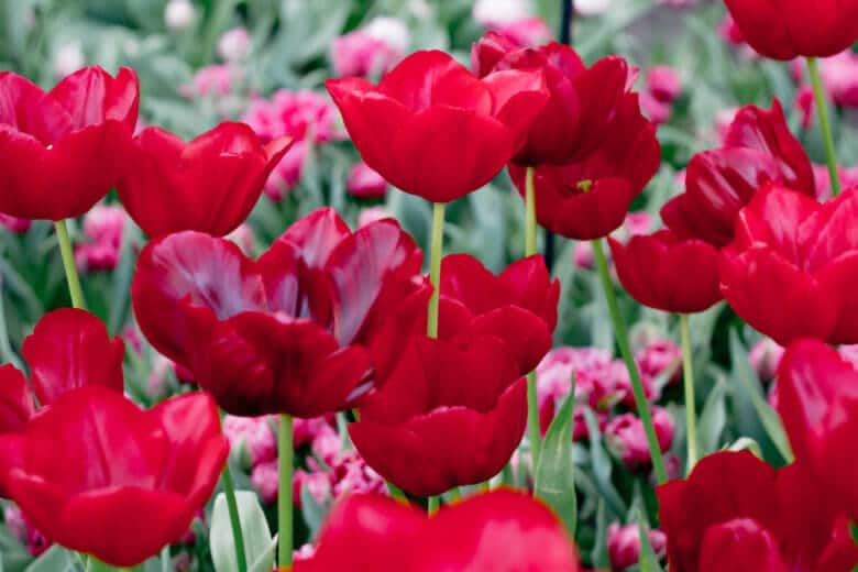 Open red tulips. 