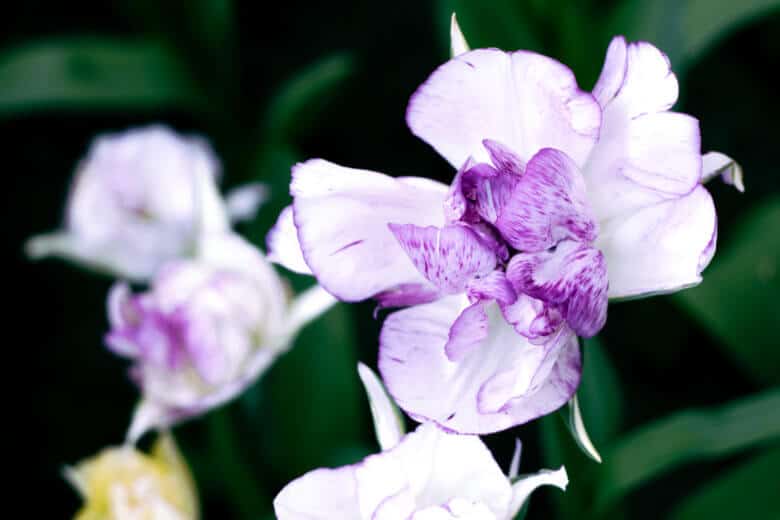 Purple and white Dutch Iris