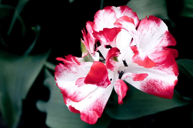 Single open red and white tulip.