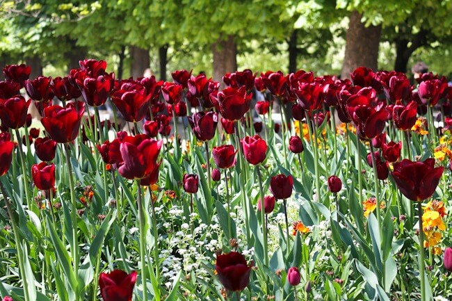 Red Tulips at the Luxembourg Garden in Paris