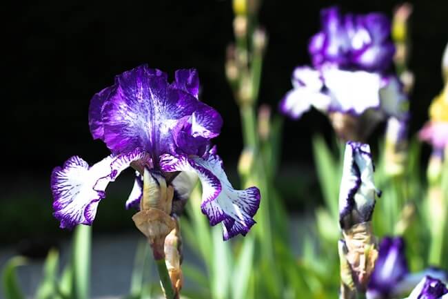 White and Purple Bearded Iris in Paris