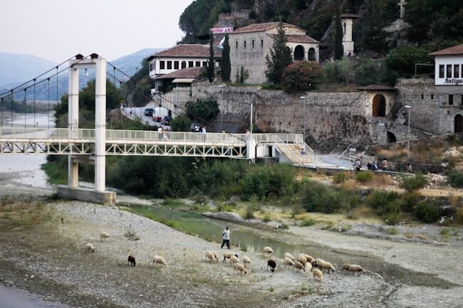 Sheep in the river in Berat Sheep in the river in Berat