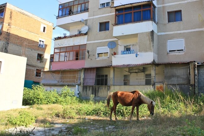 Random horse in Berat Albania Random horse in Berat Albania