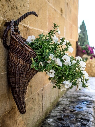 Pienza Petunias Pienza Petunias