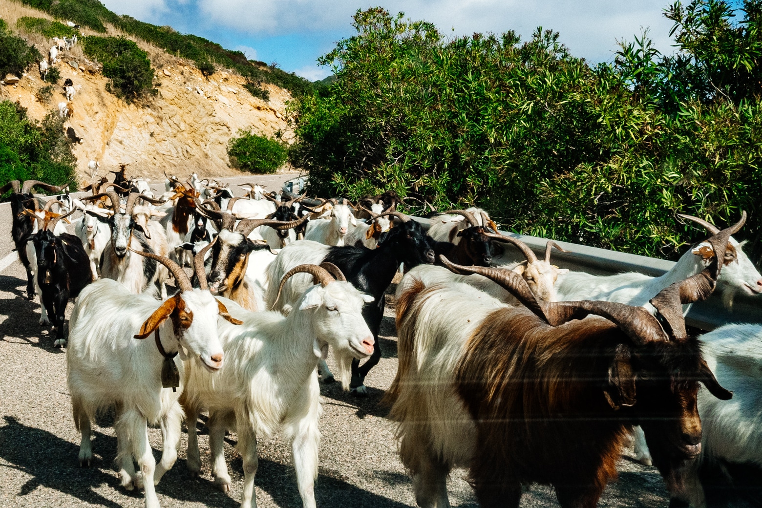 Sardinia's Summer Traffic