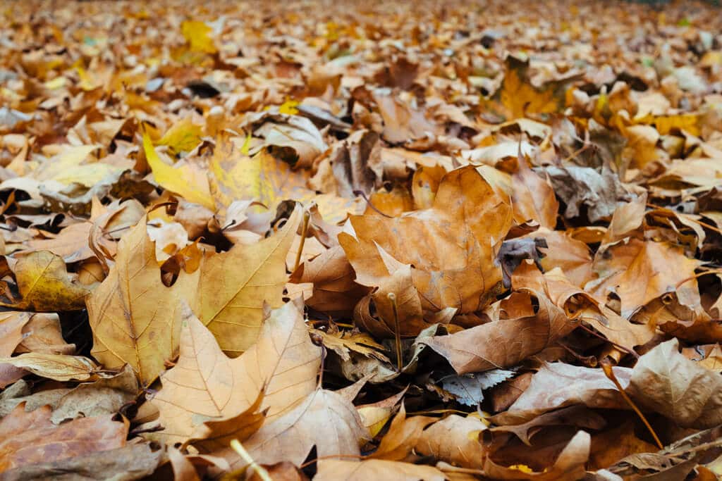 Autumn at Margaret Island