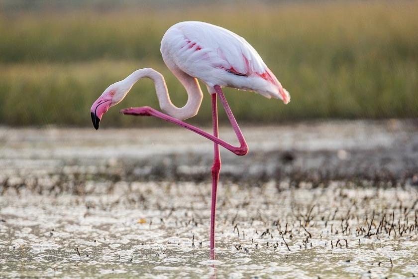 Pink flamingo on one leg.
