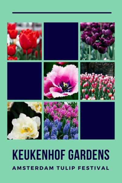 Tulips at Keukenhof Gardens near Amsterdam.