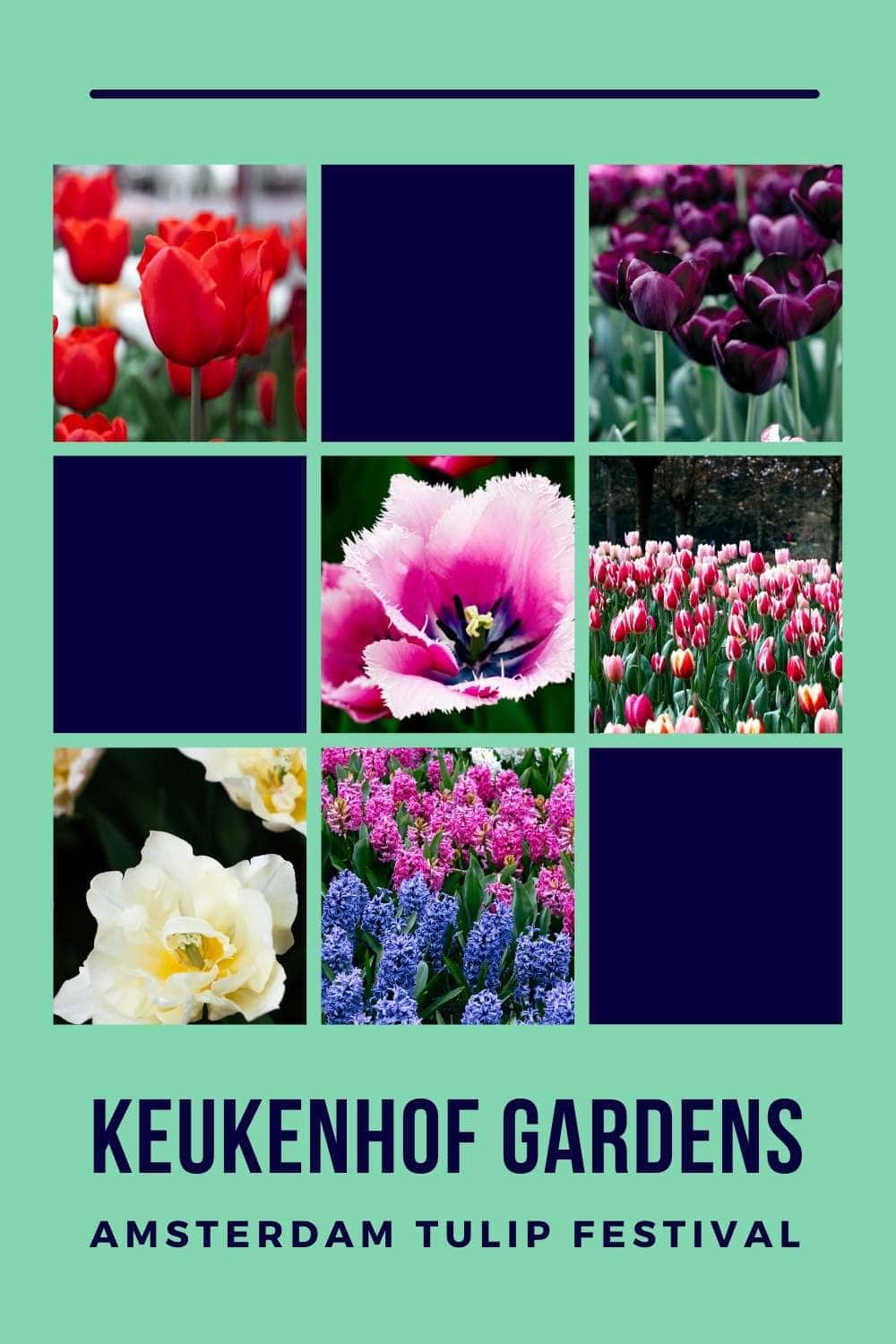Keukenhof Tulip Festival & Gardens 2024 Dates in Amsterdam